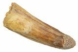 Bargain, Juvenile Fossil Spinosaurus Tooth - Real Dinosaur Tooth #345887-1